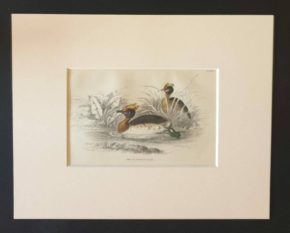 Original c1840 hand coloured bird print in mount - The Sclavonian Grebe