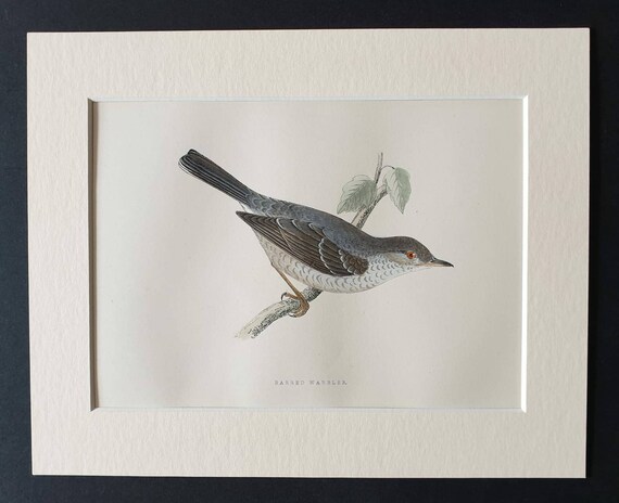 Original 1891 hand coloured bird print in mount - Barbed Warbler