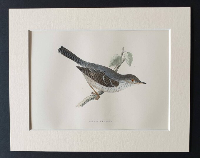 Original 1891 hand coloured bird print in mount - Barbed Warbler