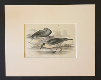 Richardson's Skua - Original c1840 hand coloured bird print in mount