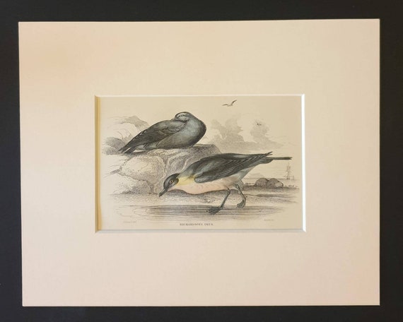 Original c1840 hand coloured bird print in mount - Richardson's Skua