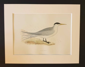 Swift Tern - Original 1891 hand coloured bird print in mount