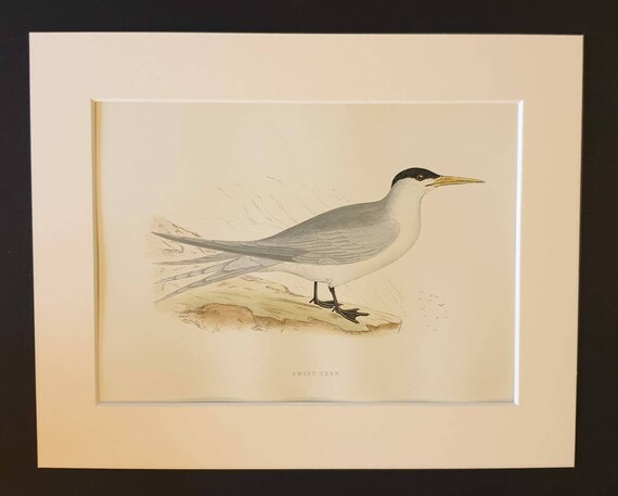 Original 1891 hand coloured bird print in mount - Swift Tern