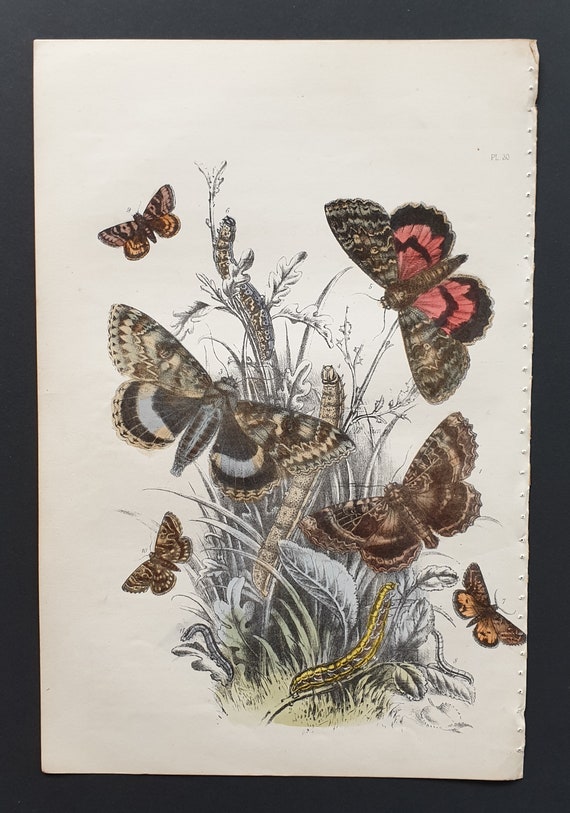 Underwing Moths and others - Original hand coloured 1860 print