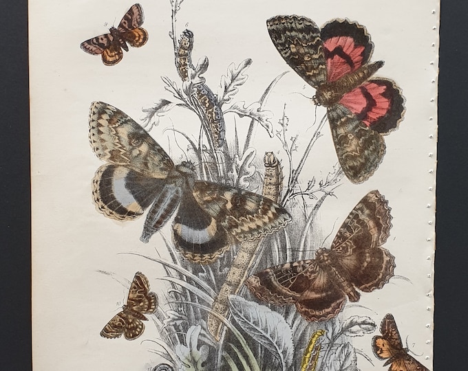 Underwing Moths and others - Original hand coloured 1860 print