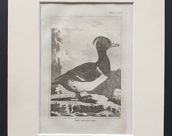 The Morillon -  Original 1812 Buffon print in mount (246)