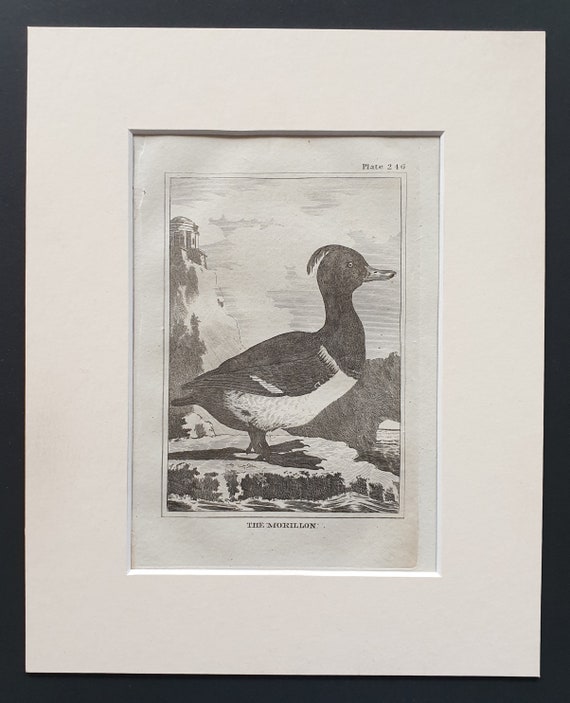 The Morillon -  Original 1812 Buffon print in mount (246)