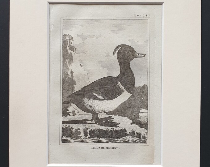 The Morillon -  Original 1812 Buffon print in mount (246)