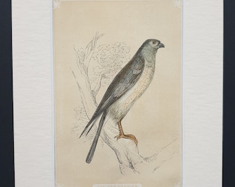 The Hen Harrier - Original 1851 John Tallis woodblock print