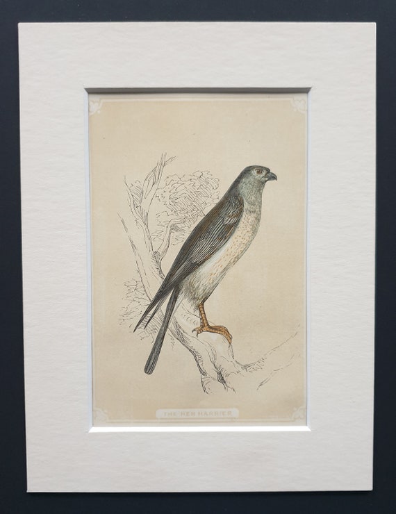 The Hen Harrier - Original 1851 John Tallis woodblock print