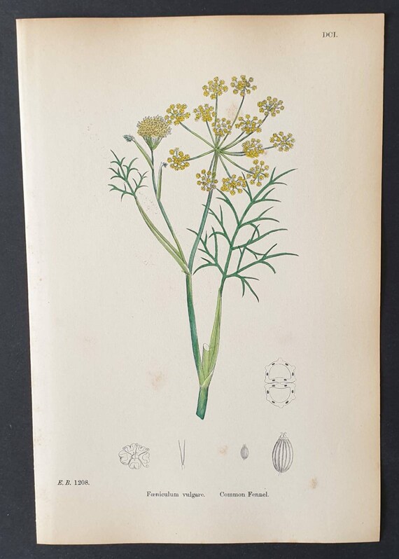 Original 1863 hand coloured botanical print - Common Fennel