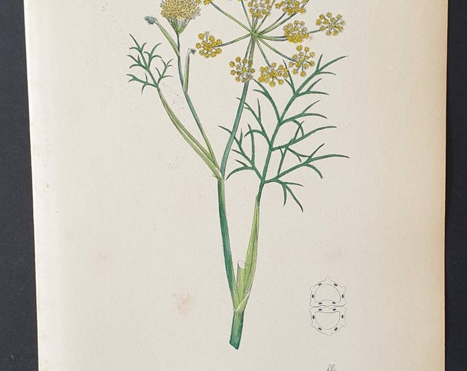 Original 1863 hand coloured botanical print - Common Fennel