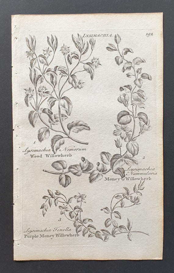 Wood, Purple Money and Money Willowherb - Original 1802 Culpeper engraving (192)