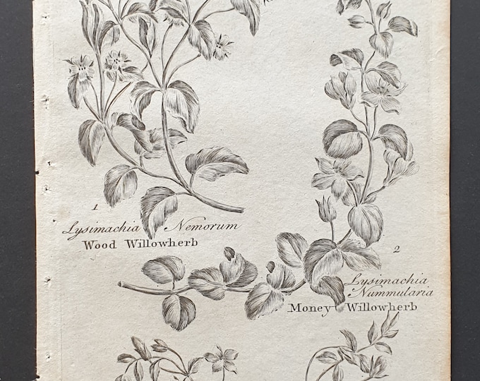Wood, Purple Money and Money Willowherb - Original 1802 Culpeper engraving (192)