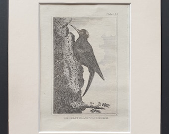 The Great Black Woodpecker - Original 1812 Buffon print in mount (163)