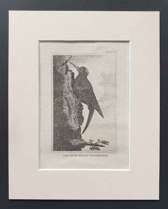 The Great Black Woodpecker - Original 1812 Buffon print in mount (163)