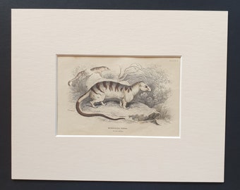 Hemigalea Zebra  - Original 1842 hand coloured print in mount