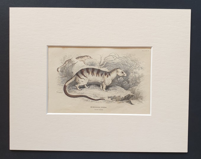Hemigalea Zebra  - Original 1842 hand coloured print in mount
