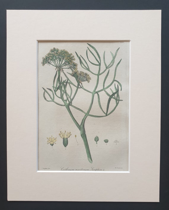 Samphire - Original 1839 hand coloured flower print in mount