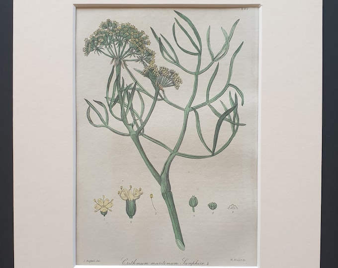 Samphire - Original 1839 hand coloured flower print in mount
