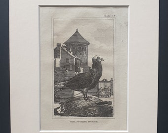 The Jacobine Pigeon - Original 1812 Buffon print in mount (48)