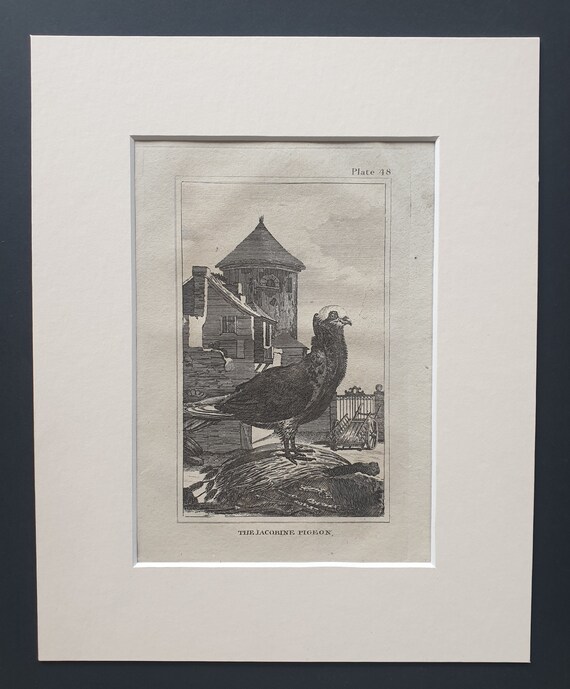 The Jacobine Pigeon - Original 1812 Buffon print in mount (48)
