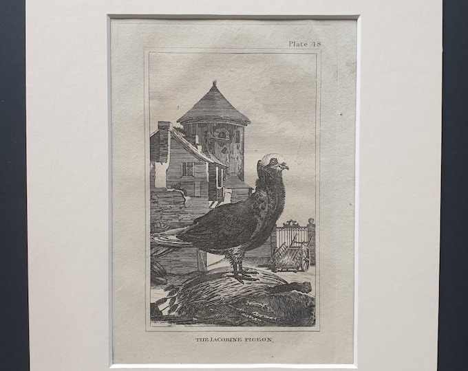The Jacobine Pigeon - Original 1812 Buffon print in mount (48)