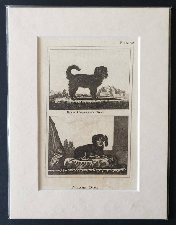 Original 1812 Buffon print - King Charles/Pyrame Dog