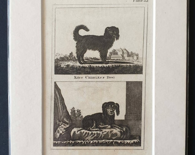 Original 1812 Buffon print - King Charles/Pyrame Dog