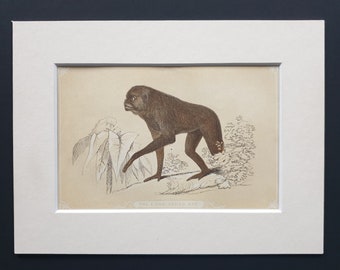 The Long Armed Ape - Original 1851 John Tallis woodblock print