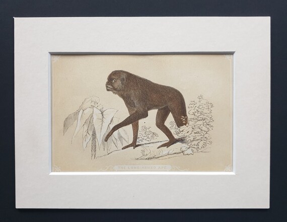 The Long Armed Ape - Original 1851 John Tallis woodblock print