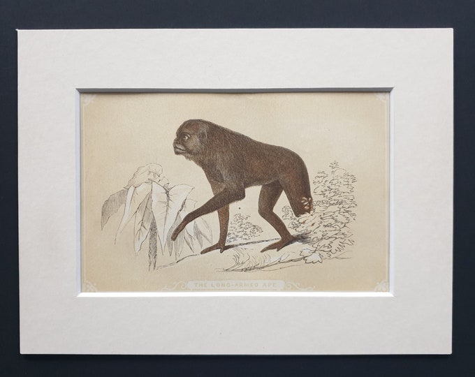 The Long Armed Ape - Original 1851 John Tallis woodblock print