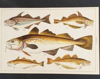 Original 1915 fish print - Plate 16