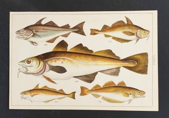 Original 1915 fish print - Plate 16