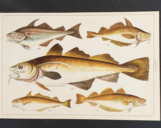 Original 1915 fish print - Plate 16