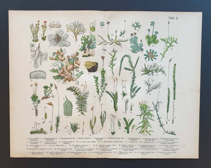 Original 1888 hand coloured large botanical print - Plate 11