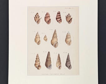 Socotran Freshwater Shells - Original 1880s Sowerby's Book of Shells Print