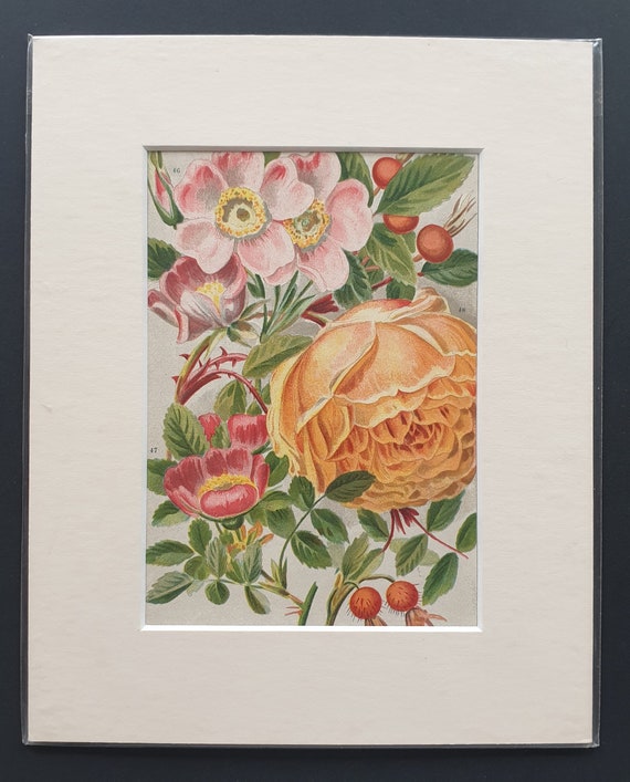 Mixed Varieties - Original 1903 rose print in mount