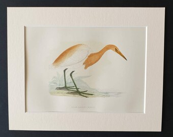 Buff Backed Heron - Original 1891 hand coloured bird print in mount