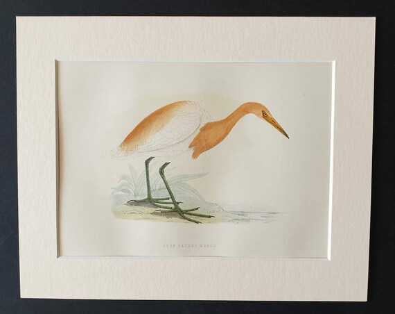 Original 1891 hand coloured bird print in mount -  Buff Backed Heron