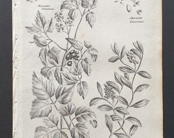 Herb Christopher and Dwarf Honey Suckle- Original 1802 Culpeper engraving (84)