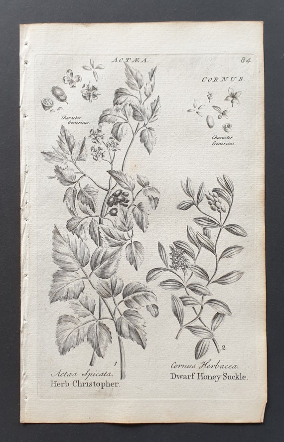 Herb Christopher and Dwarf Honey Suckle- Original 1802 Culpeper engraving (84)