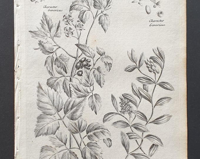 Herb Christopher and Dwarf Honey Suckle- Original 1802 Culpeper engraving (84)