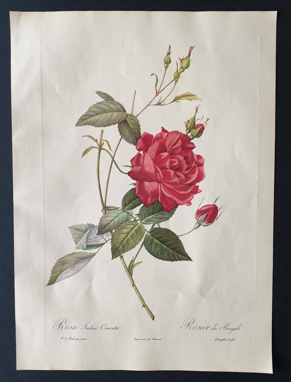 Original 1954 Rose print - Rosa Indica Cruenta