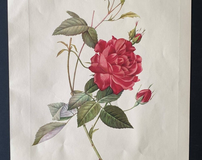 Original 1954 Rose print - Rosa Indica Cruenta
