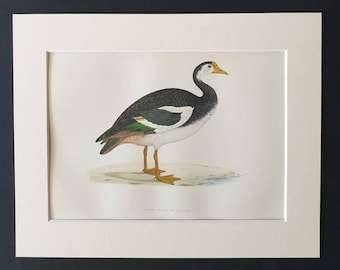 Spur Winged Goose - Original 1891 hand coloured bird print in mount