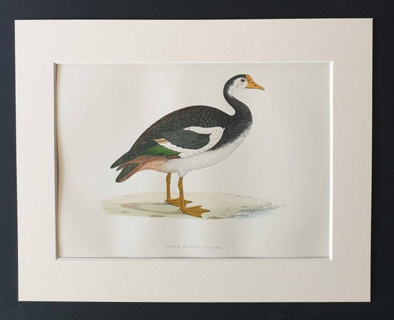 Original 1891 hand coloured bird print in mount - Spur Winged Goose