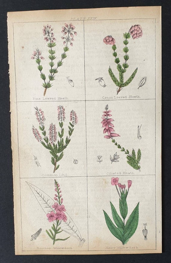Original 1854 hand coloured botanical print