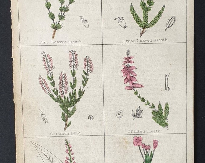 Original 1854 hand coloured botanical print