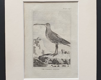 The Common Curlew -  Original 1812 Buffon print in mount (194)